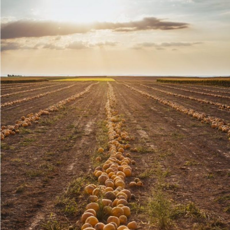 A field of ProKern pumpkins on a sunny day.