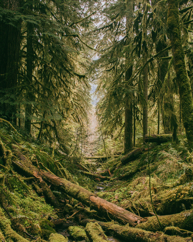 Ein moosbedeckter urwald.eu-Bach in einem Wald.