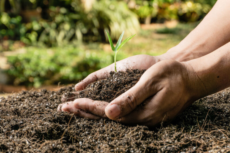 Die Hände einer Person, die eine kleine Pflanze in der Erde hält, in Zusammenarbeit mit Breitling.