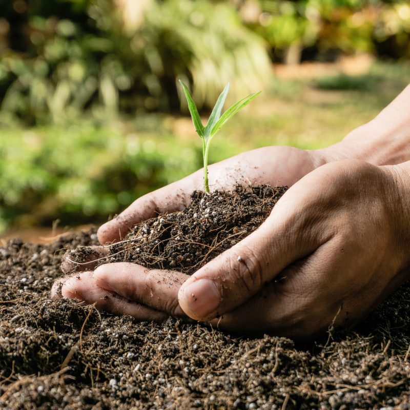 A person's hands holding a small plant.