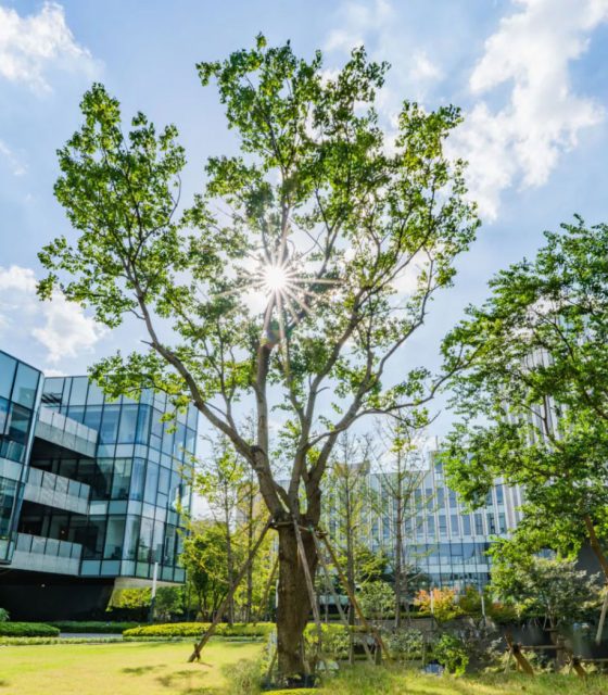 Ein großer Baum vor einem Bürogebäude, das sich der Mission Zero verschrieben hat.