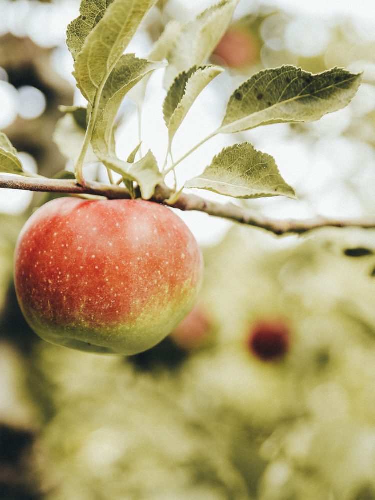 Auf einem Baum im Obstgarten Eggenhof wächst ein roter Apfel.