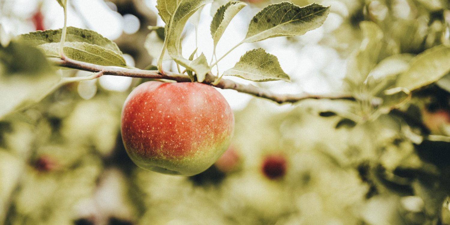 Auf einem Baum im Obstgarten Eggenhof wächst ein roter Apfel.